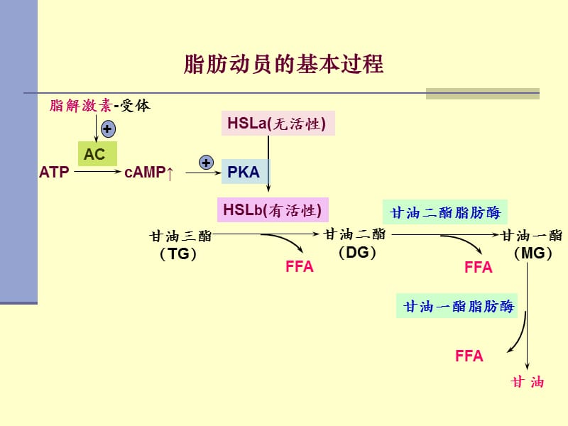 贮存于脂肪细胞中的甘油三酯.ppt_第3页