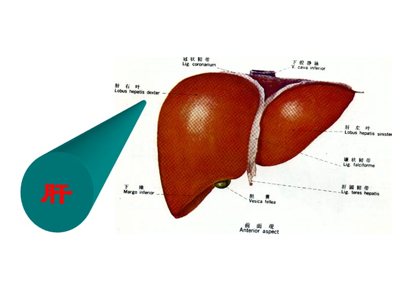 中医基础理论之五脏篇-肝.ppt_第2页