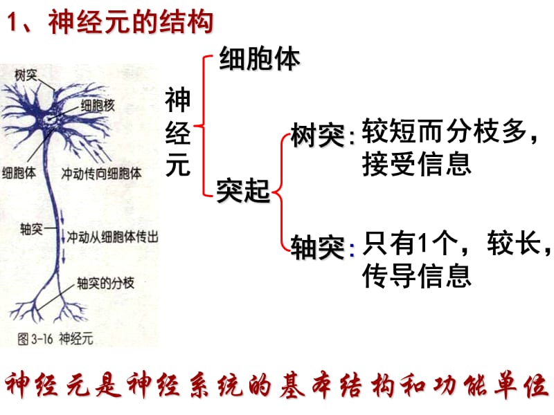 高二生物神经系统中信息的传递和调节.ppt_第1页