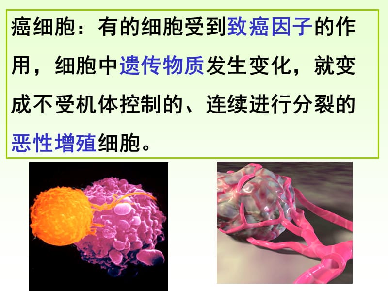 《细胞的癌变》PPT课件.ppt_第3页