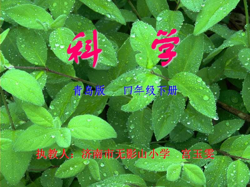 科学-四年级《太阳与植物》.ppt_第1页