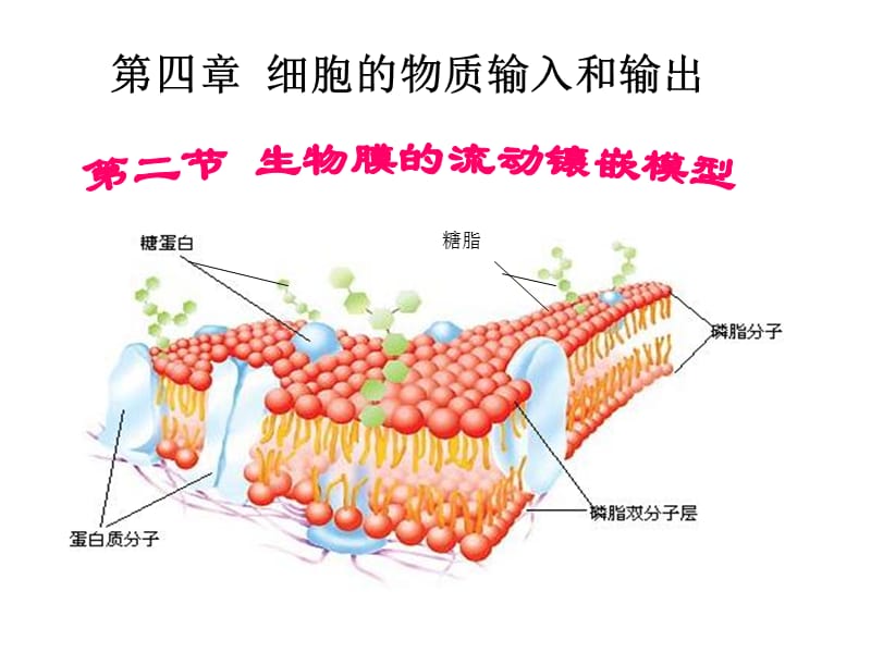 《细胞膜结构模型》PPT课件.ppt_第1页