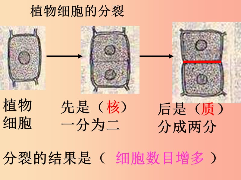 陕西省七年级生物上册2.2.2动物体的结构层次课件3 新人教版.ppt_第1页