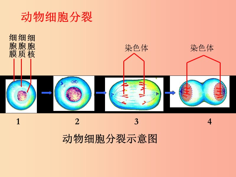 陕西省七年级生物上册2.2.2动物体的结构层次课件3 新人教版.ppt_第2页