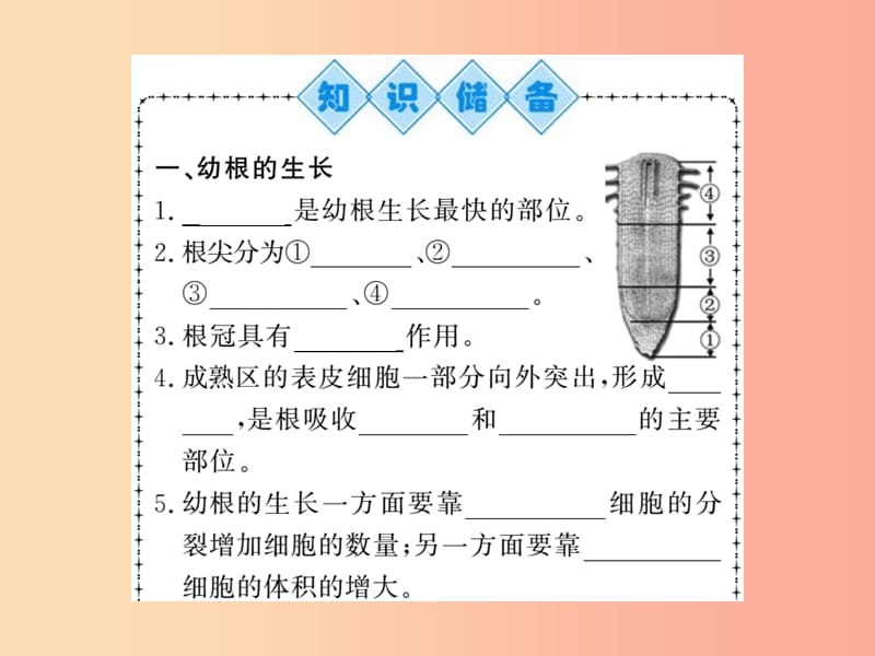 2019年七年级生物上册 第3单元 第2章 第二节 植株的生长习题课件 新人教版.ppt_第2页