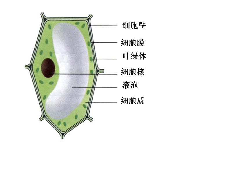 苏教版生物七年级上第4章第1节细胞的分裂和分化.ppt_第2页