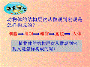 吉林省七年級(jí)生物上冊(cè) 2.2.3 植物體的結(jié)構(gòu)層次課件 新人教版.ppt