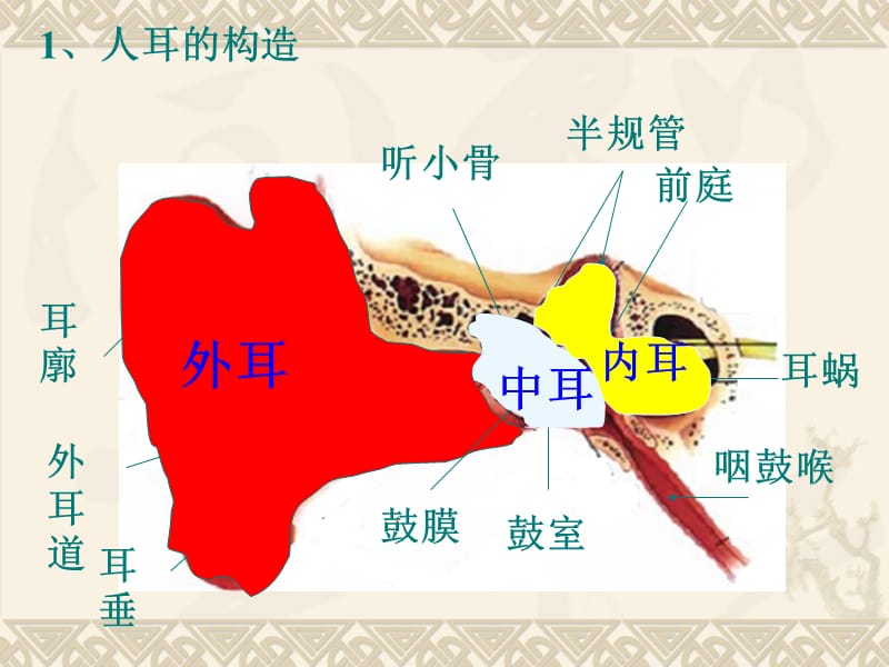 物理《我们怎样听到声音》.ppt_第2页