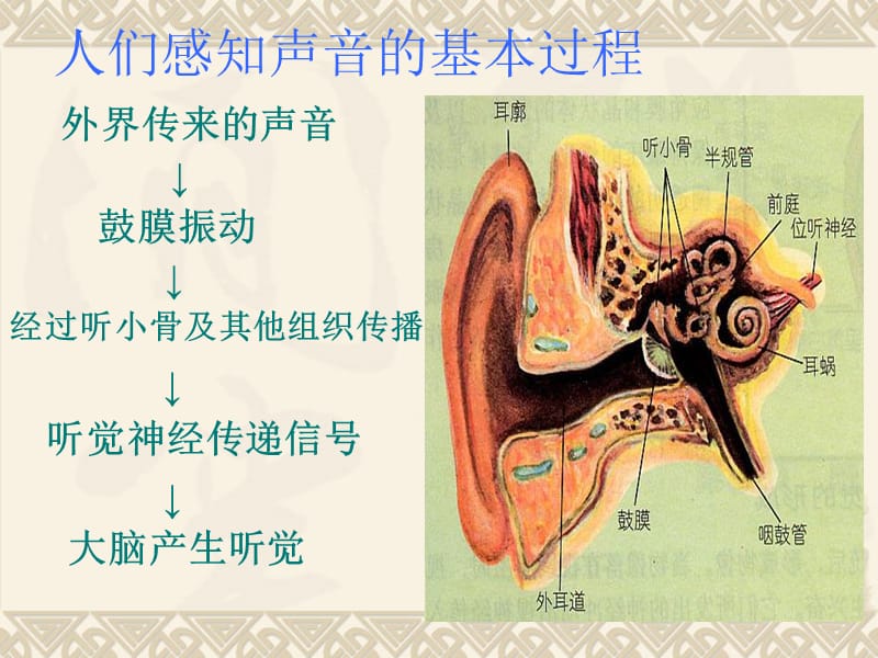 物理《我们怎样听到声音》.ppt_第3页