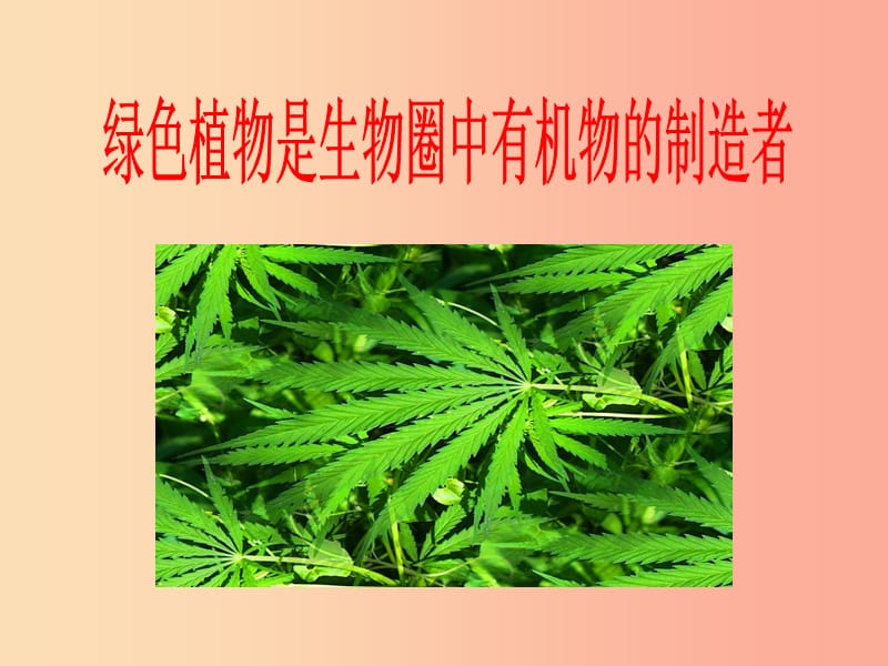 2019年七年级生物上册 3.4《绿色植物是生物圈中有机物的制造者》课件1 新人教版.ppt_第1页