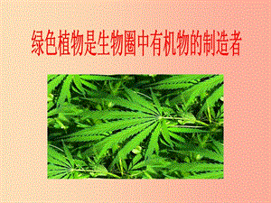 2019年七年級(jí)生物上冊(cè) 3.4《綠色植物是生物圈中有機(jī)物的制造者》課件1 新人教版.ppt