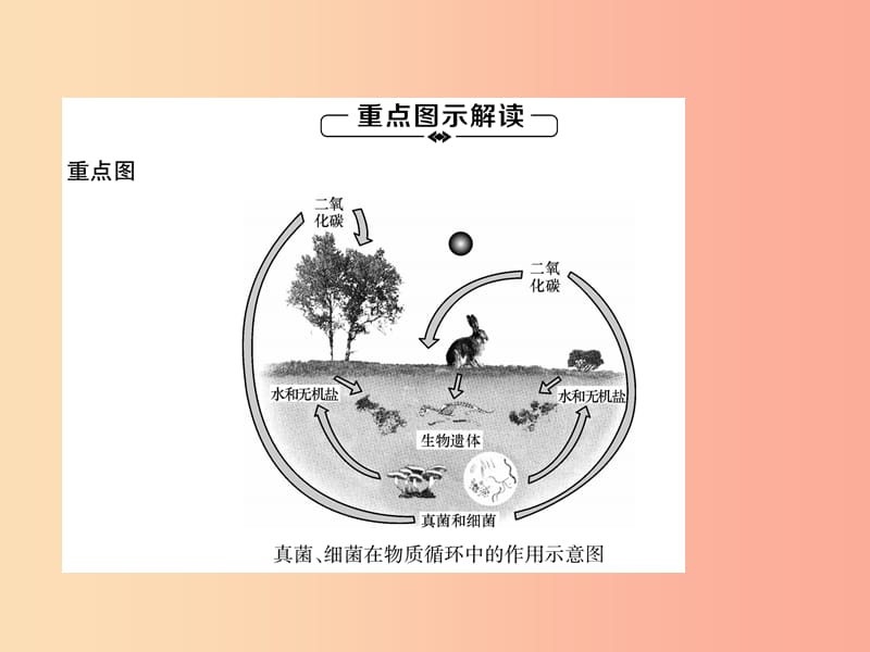 2019年八年级生物上册第5单元第4章第4节细菌和真菌在自然界中的作用练习课件 新人教版.ppt_第3页