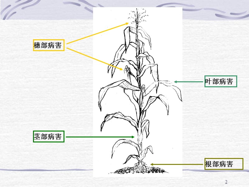 玉米常见病害ppt课件_第2页