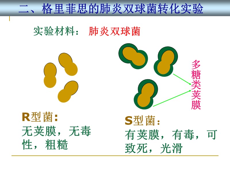 DNA是主要的遗传物质复习.ppt_第3页