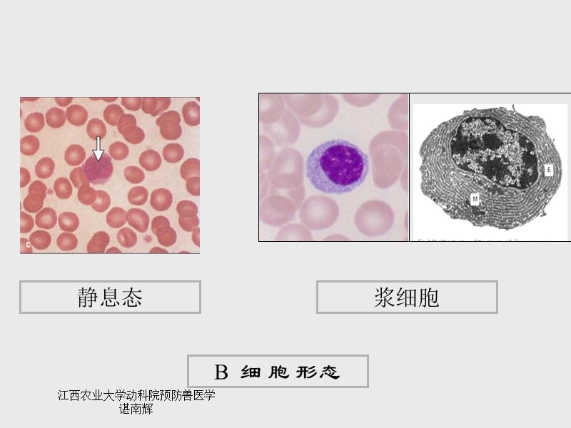 B淋巴细胞与特异性体液免疫.ppt_第3页