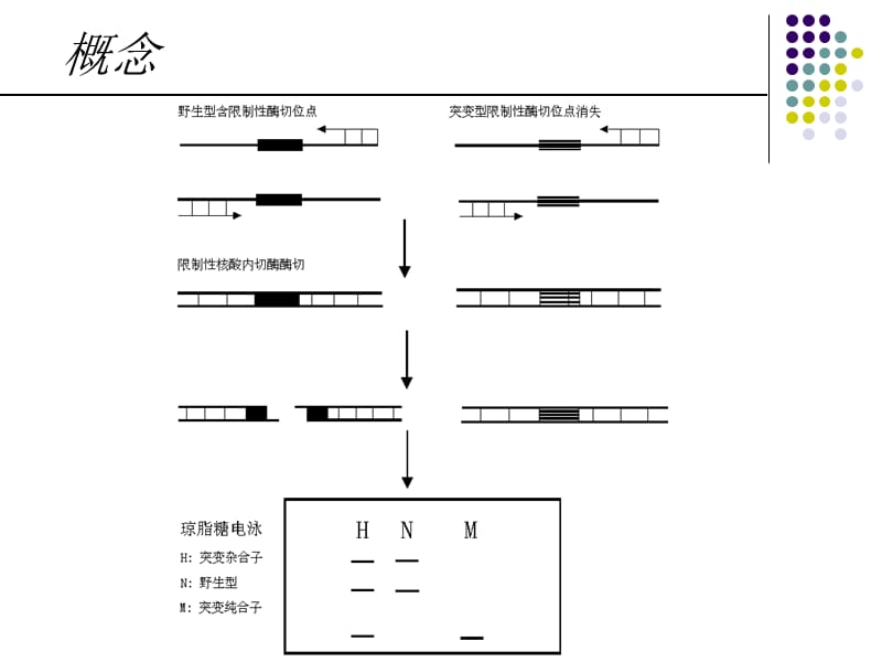 PCR-RFLP基因分型方法.ppt_第3页