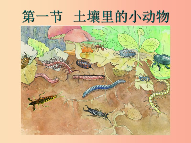 江苏省七年级生物下册 13.1土壤里的小动物课件（新版）苏科版.ppt_第3页