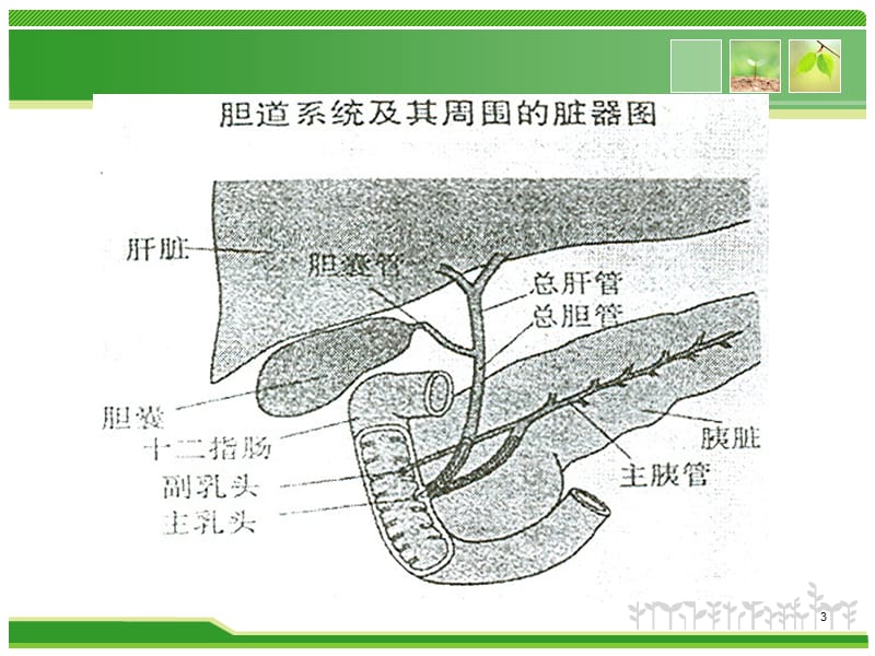 营养与肿瘤ppt课件_第3页