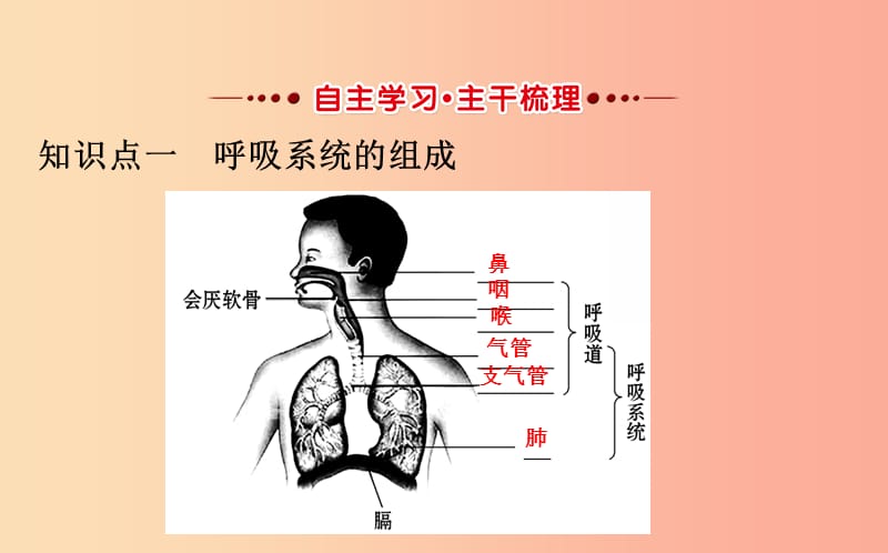 七年级生物下册 第四单元 生物圈中的人 第三章 人体的呼吸 1 呼吸道对空气的处理教学课件 新人教版.ppt_第2页