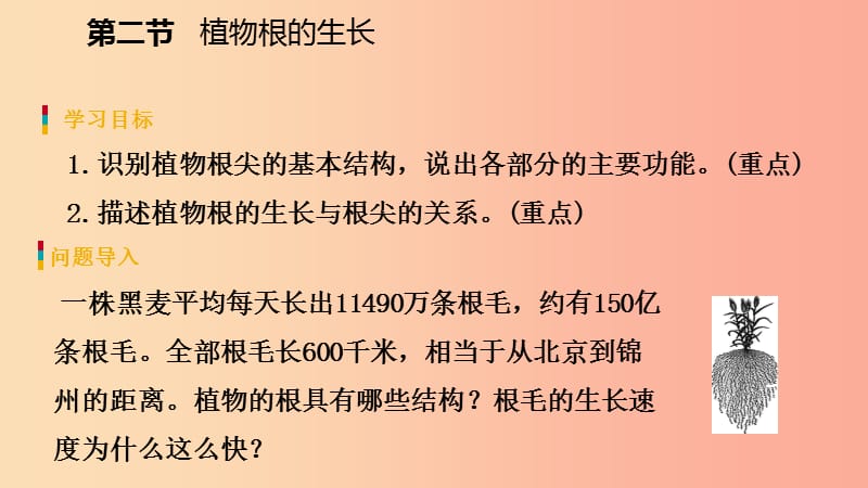 2019年七年级生物上册 第三单元 第五章 第二节 植物根的生长课件（新版）苏教版.ppt_第3页