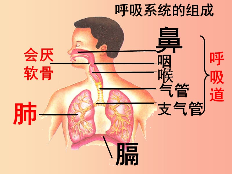 广东省七年级生物下册 第四单元 第三章 人体的呼吸（呼吸道对空气的处理）课件 新人教版.ppt_第3页