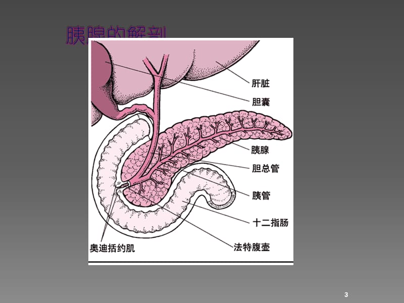 胰腺炎的内科治疗和护理ppt课件_第3页