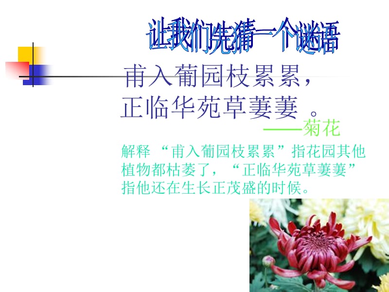 G1唐诗宋词中的菊花.ppt_第1页