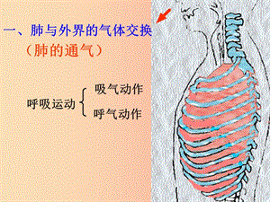 內(nèi)蒙古鄂爾多斯市達拉特旗七年級生物下冊 4.3.2發(fā)生在肺內(nèi)的氣體交換（第2課時）課件 新人教版.ppt