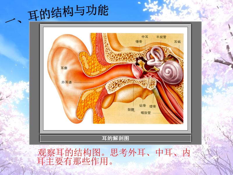 《我们是怎样听到声音的》.ppt_第2页