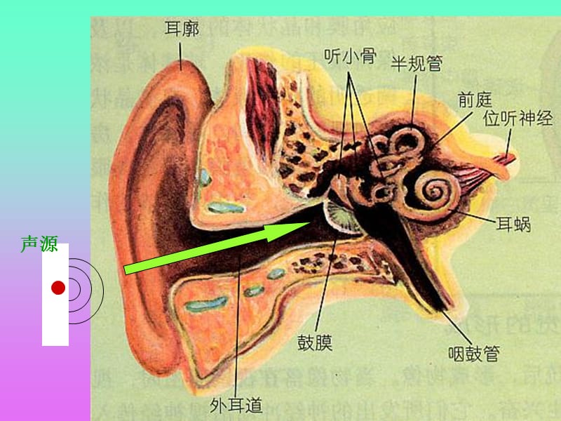 《我们是怎样听到声音的》.ppt_第3页