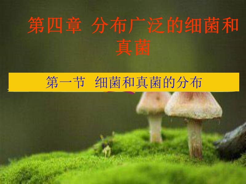 《细菌和真菌的分布》.ppt_第1页