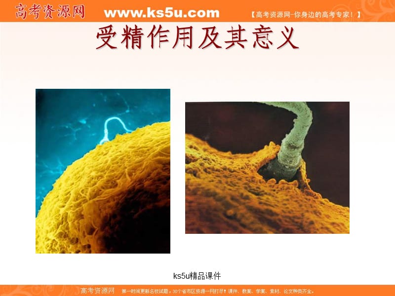 生物《有性生殖》课件苏教版.ppt_第3页