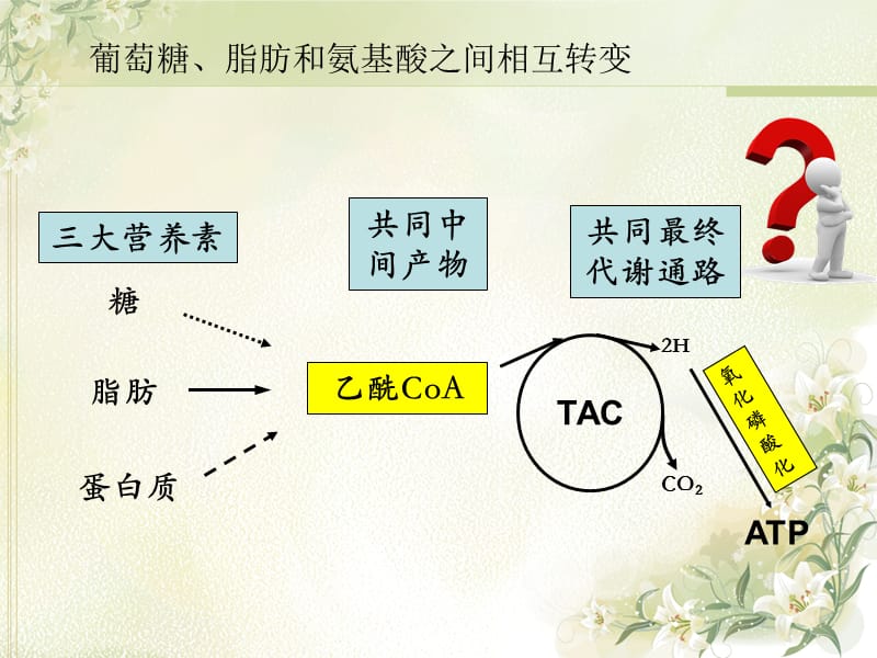 葡萄糖、脂肪和氨基酸之间相互转变的途径和枢纽.ppt_第2页