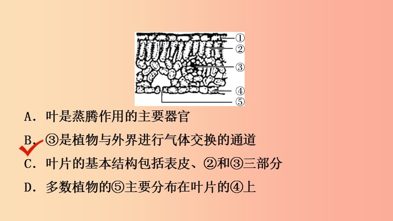 山东省2019年中考生物总复习 第二单元 多彩的生物世界 第一章 生物圈中的绿色植物课件.ppt_第3页