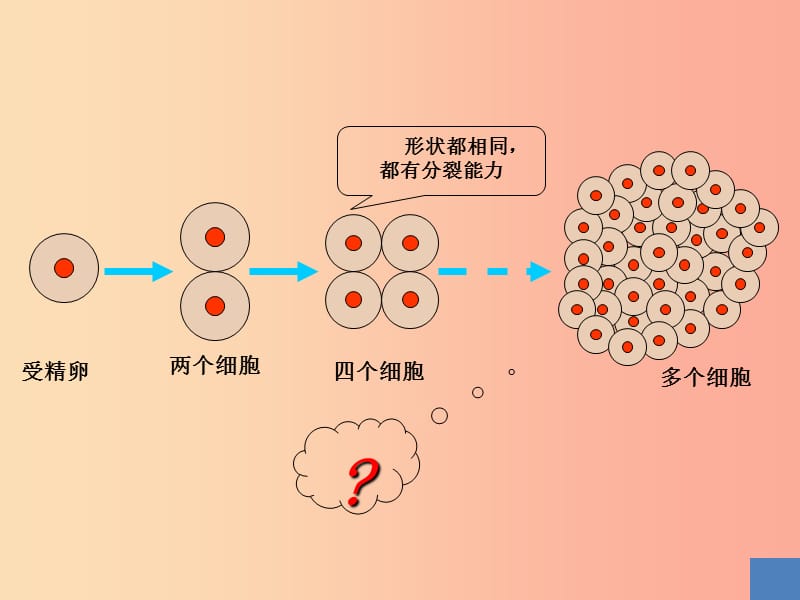 辽宁省凌海市2019年七年级生物上册 2.2.2动物体的结构层次课件 新人教版.ppt_第3页