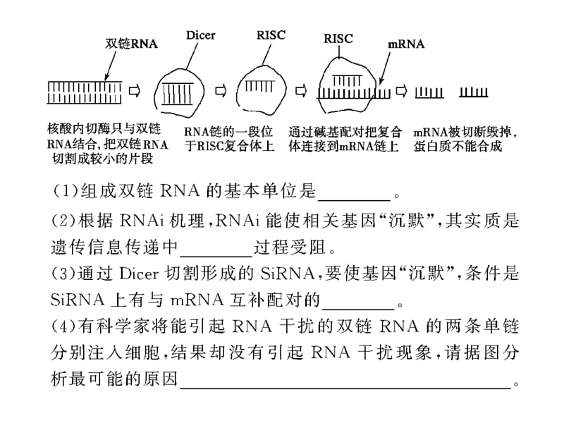 系列实验20阻断基因表达的手段及过程探究.ppt_第2页