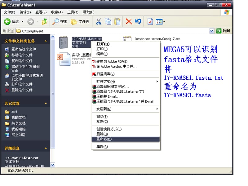 MEGA5构建系统发育树.ppt_第3页