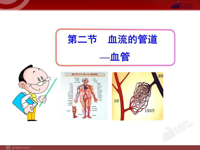 血流的管道-血管(七年级下册).ppt_第1页