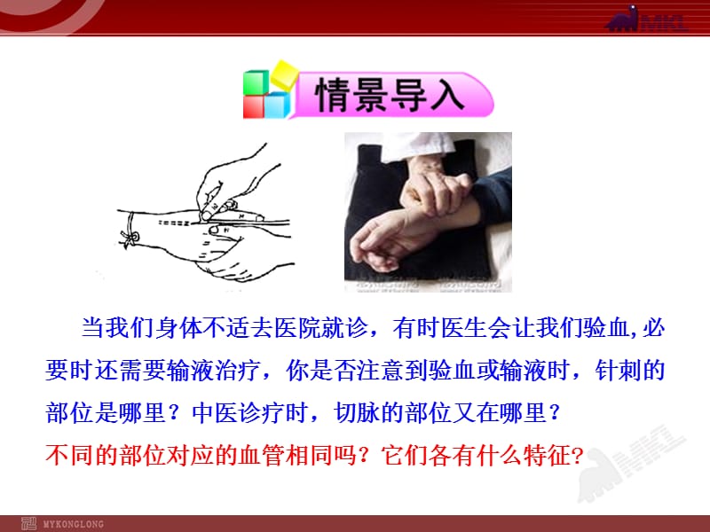 血流的管道-血管(七年级下册).ppt_第2页