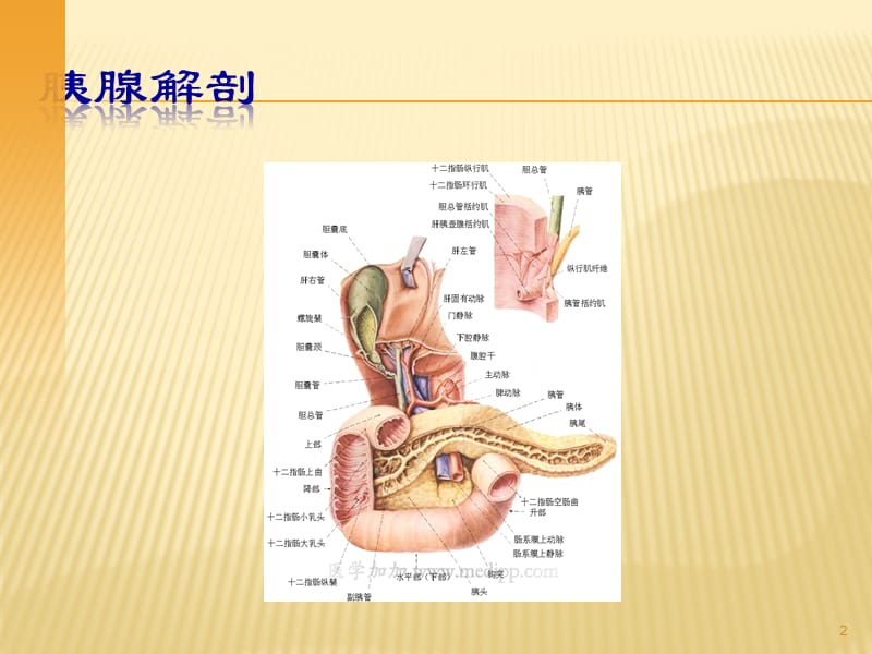 胰腺疾病的外科诊断治疗ppt课件_第2页