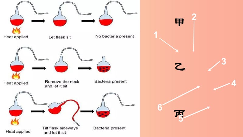 七年级生物下册6.1.2细菌课件1鲁科版五四制.ppt_第3页