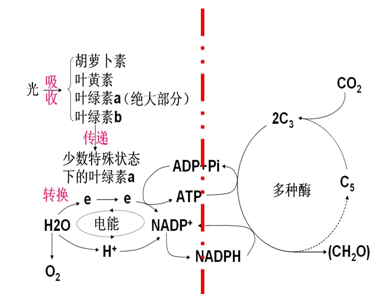 2010高考生物试题分析(杨杏来).ppt_第2页