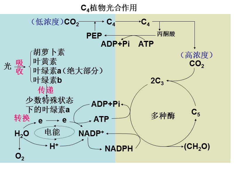 2010高考生物试题分析(杨杏来).ppt_第3页