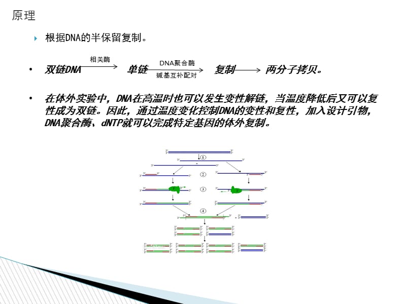 PCR技术及注意事项.ppt_第3页