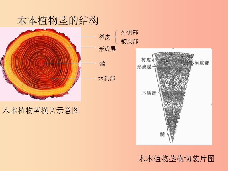 七年级生物上册3.5.5运输作用课件2新版北师大版.ppt_第3页