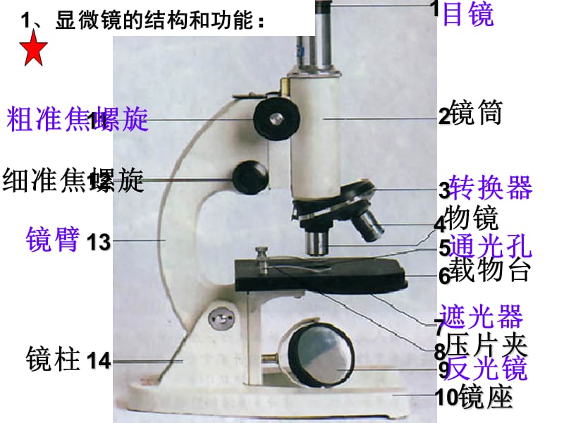 D盘有人教版七上生物中考重点复习.ppt_第2页