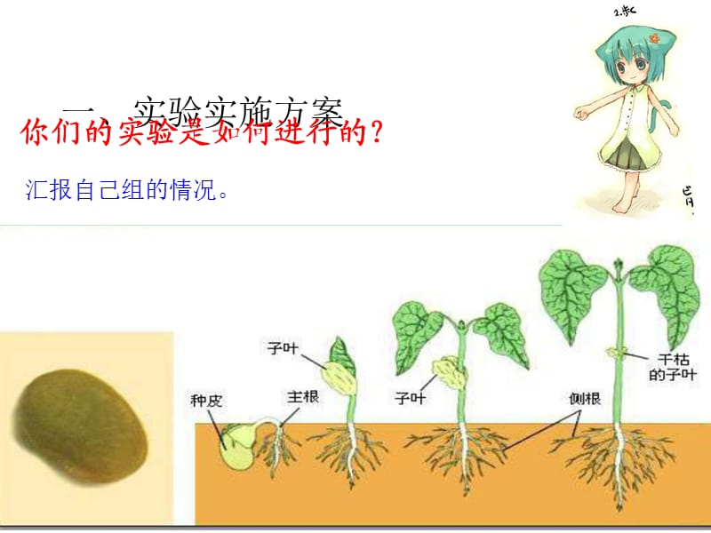 《种子发芽实验》PPT课件.ppt_第2页