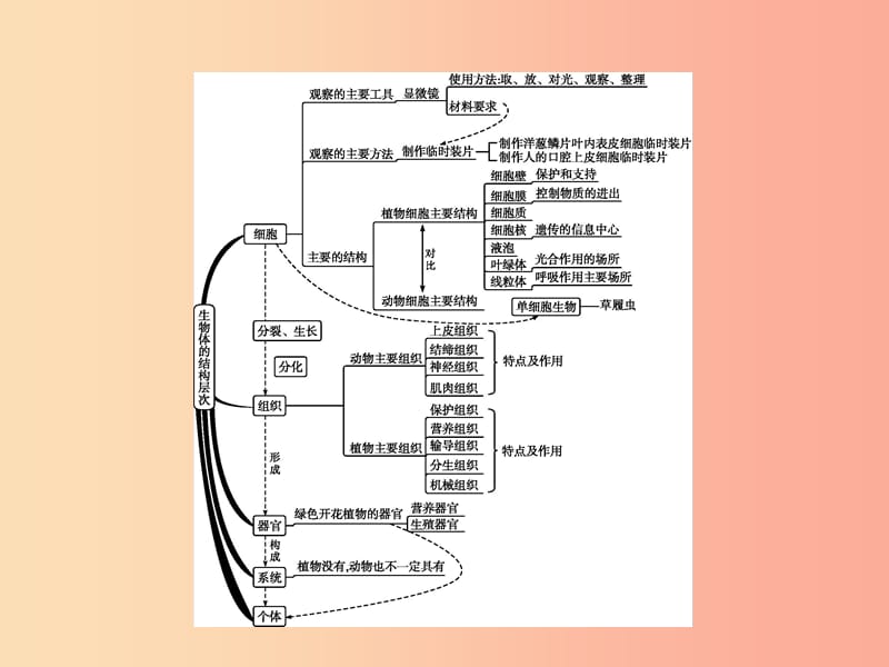 甘肃省2019年中考生物总复习 专题二 生物体的结构层次课件.ppt_第2页