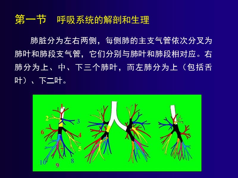 影像学呼吸解剖ppt课件_第3页