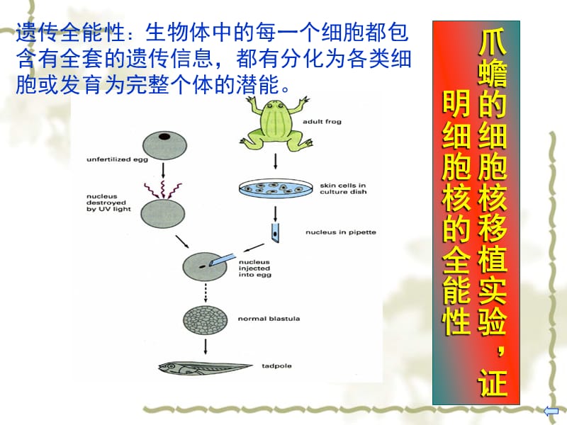 (临床)细胞的概念与分子基础.ppt_第2页